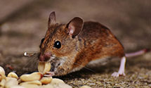 24 Hour & Emergency Exterminators in Little River, NC